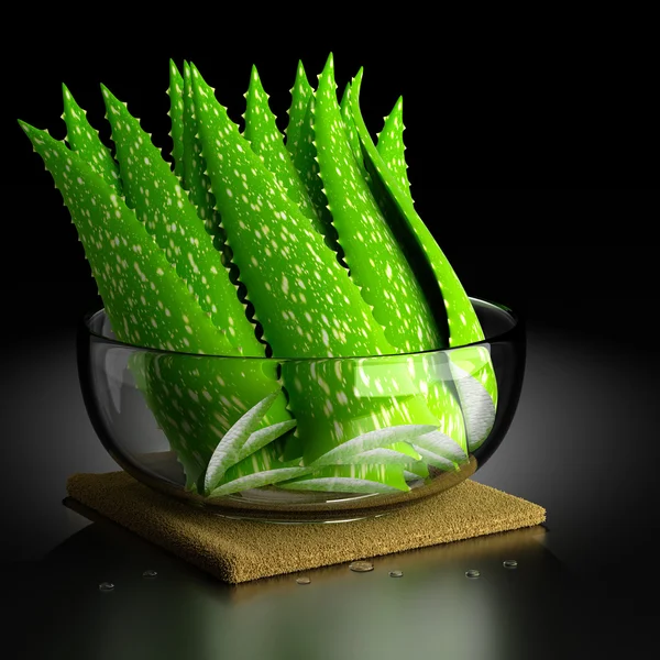 Aloe vera. Stok Resim