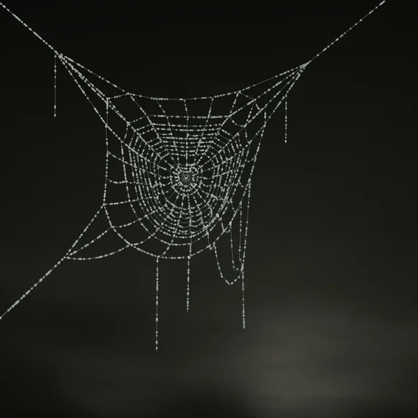 거미의 둥지. — 스톡 사진
