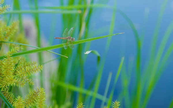 Libelle auf dem Gras. — Stockfoto
