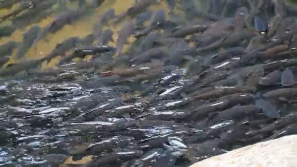 Kalat koskessa . — kuvapankkivideo