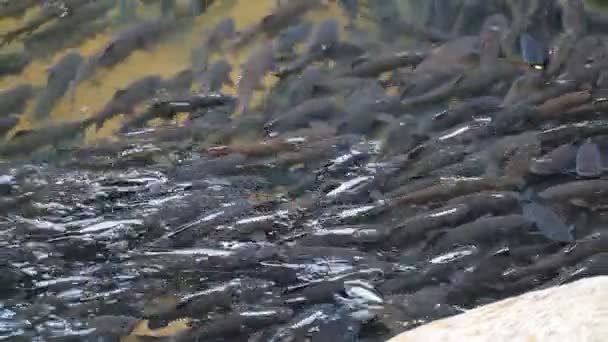 Peixe em corredeiras . — Vídeo de Stock