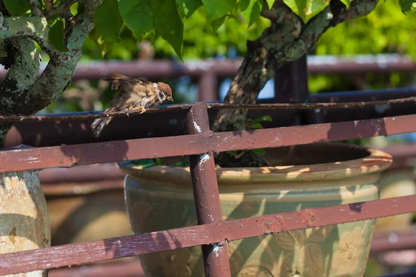 Gorrión seco al sol . — Foto de Stock