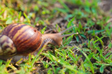 Salyangoz Tayland çimenlerin üzerinde.