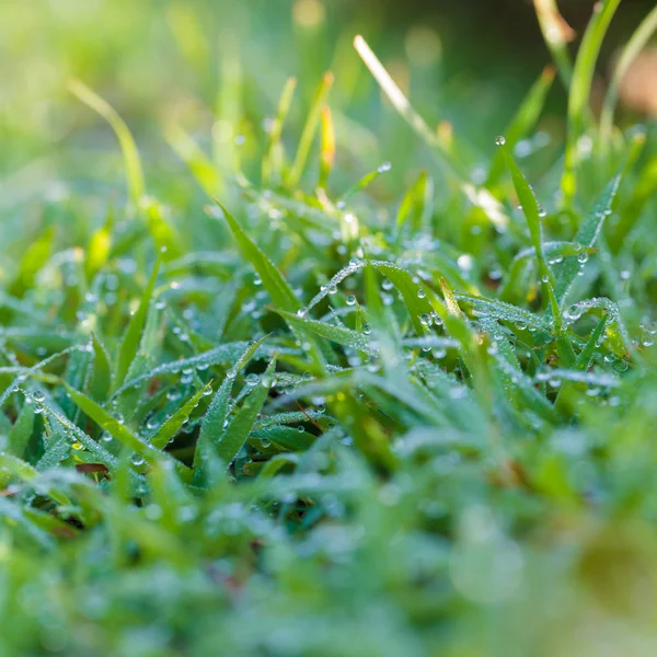 Refreshing in the morning. — Stock Photo, Image