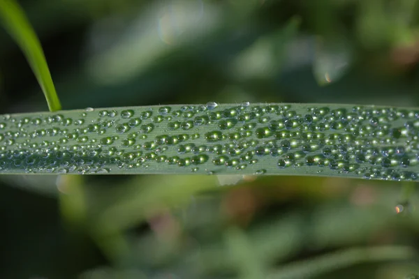 Petite rosée sur l'herbe . — Photo