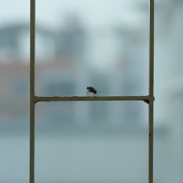 Las moscas son refugio . — Foto de Stock