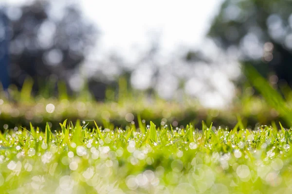 Meadow in the morning. — Stock Photo, Image