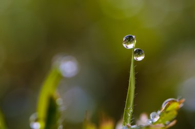 taze çimen çiy ile.