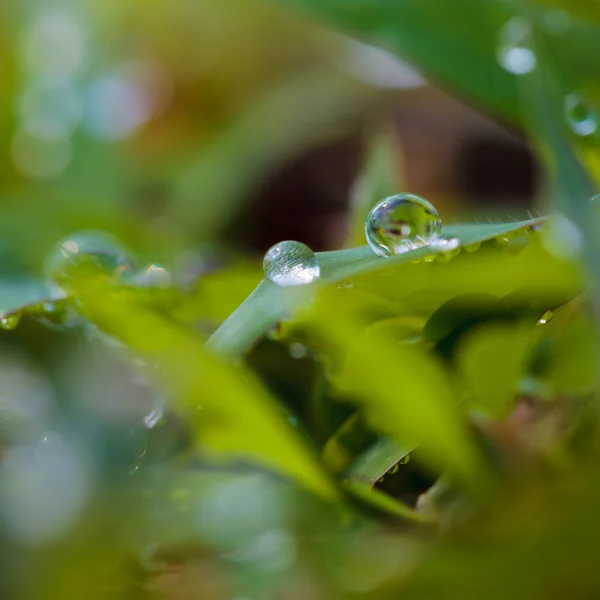 草の露. — ストック写真