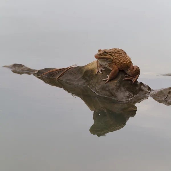 큰 개구리. — 스톡 사진
