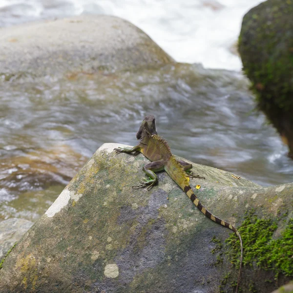 Kinesisk vatten drake — Stockfoto