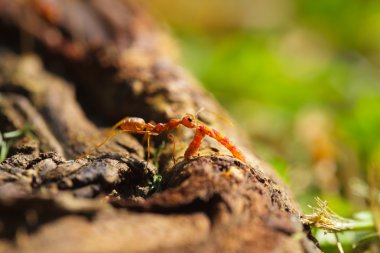 hayat bir mücadeledir.