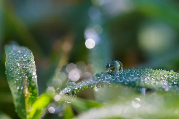 朝露します。 — ストック写真