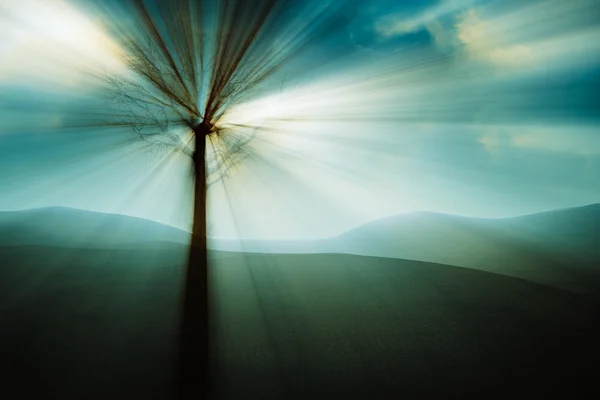 神秘的な土地の木. — ストック写真