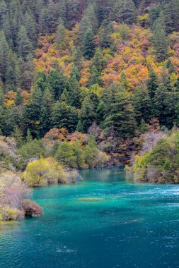 Sonbahar ağaç ve nehir Jiuzhaigou, Çin