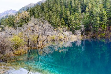 Sonbahar ağaç ve nehir Jiuzhaigou, Çin