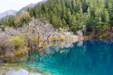 Autumn Tree and River of Jiuzhaigou, China clipart