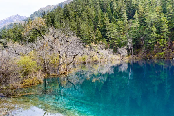 Drzewo jesień i rzeki Jiuzhaigou, Chiny — Zdjęcie stockowe