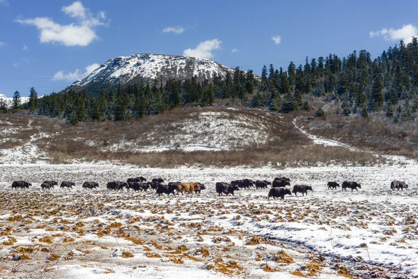 Yaks in high altitude snow prairie — Stock Photo, Image