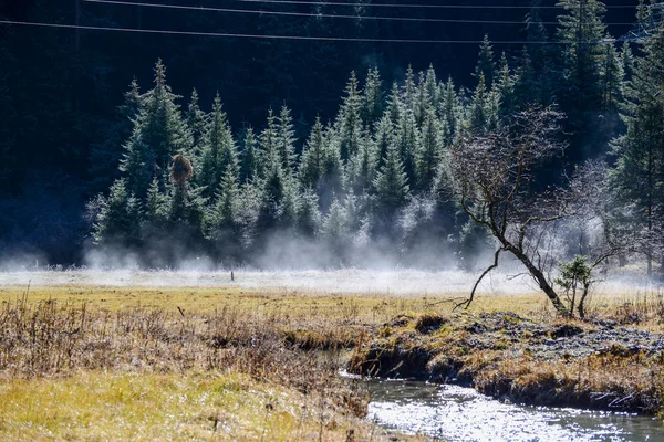 Čistě bílé mlhy toku pod borovicemi, Jiuzhaigou, Sichuan, Čína — Stock fotografie