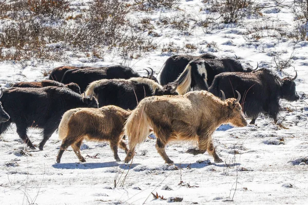 Yaks dans la prairie enneigée de haute altitude — Photo