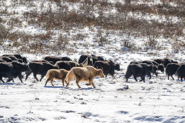 Yaks dans la prairie enneigée de haute altitude — Photo