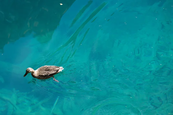 Azuurblauwe meer met eend Rechtenvrije Stockfoto's