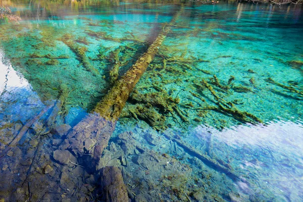 Azurblauer See mit versunkenen Baumstämmen lizenzfreie Stockbilder