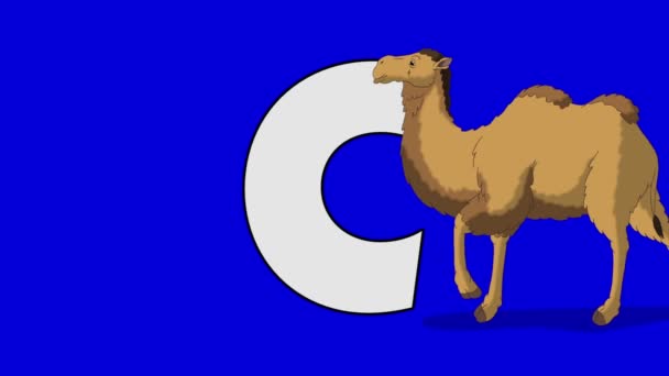 Letra C y Camello (fondo ) — Vídeo de stock