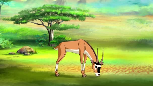 Vahşi antilop (ceylan) — Stok video