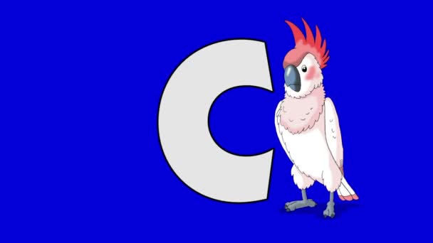 Γράμμα C και Cockatoo (πρώτο πλάνο) — Αρχείο Βίντεο