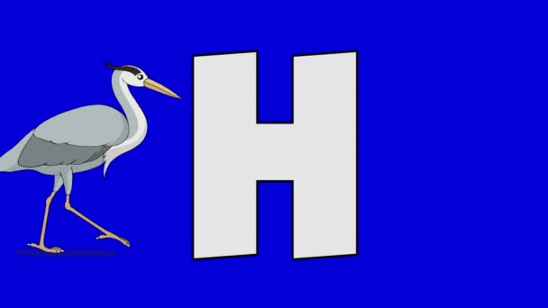 Letter H en Heron (achtergrond) — Stockvideo