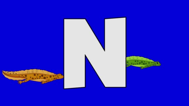Bokstaven N och Newt (bakgrund) — Stockvideo