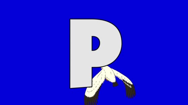 Písmeno P a Pelikán (pozadí) — Stock video