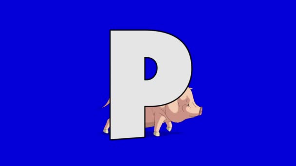 字母 P 和猪 （背景) — 图库视频影像