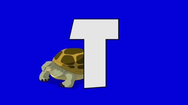 Letra T y Tortuga (fondo ) — Vídeos de Stock