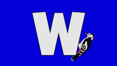 Harf W ve ağaçkakan (arka plan)