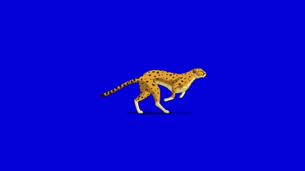 Running Cheetah. Classic Disney Style UHD Animation on Chroma Key Blue Screen. — Stock Video