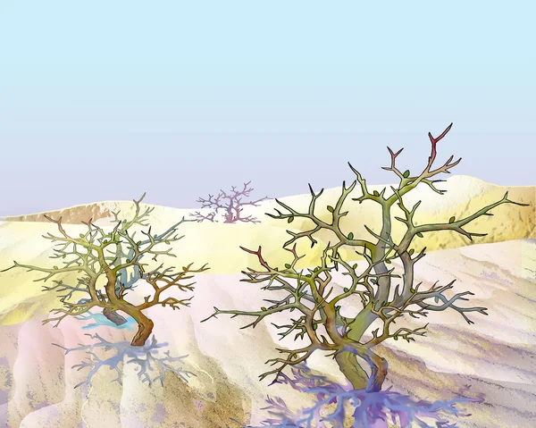 Desert Plant Shrub Saxaul Under Blue Sky — Stock Image Desert Plant Shrub Saxaul Under Blue Sky Royalty Free Stock Photos