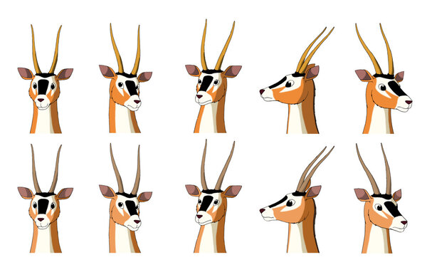 Африканская антилопа "Газель" на белом фоне
