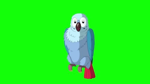 Blue Parrot Cleans Feathers. — Stock Video