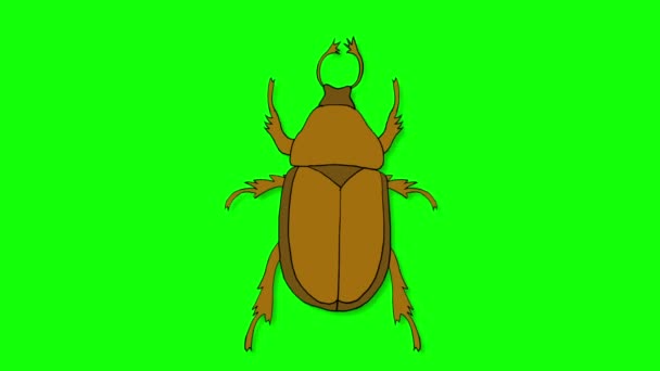 Large Brown Beetle Crawling Isolated — Stock Video