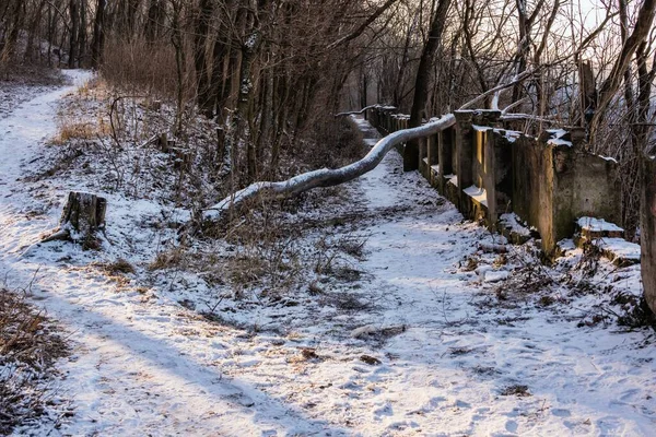 Kamianets Podilskyi Ukraina 2020 Arboretum Kamianets Podilskyi Wczesnym Zimowym Rankiem — Zdjęcie stockowe