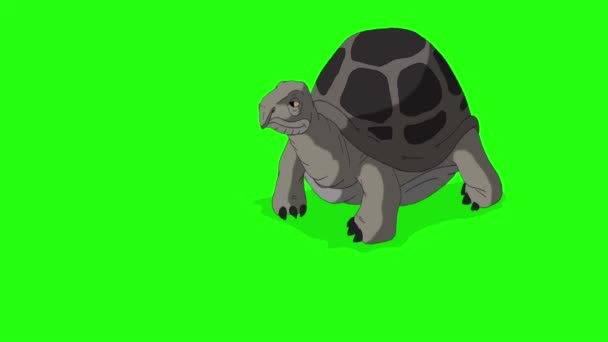 Büyük Gri Fil Kaplumbağası Birkaç Adım Atar Durur Yapımı Animasyon — Stok video