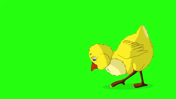 Маленькі Жовті Курячі Прогулянки Палички Анімовані Кадри Ручної Роботи Ізольовані — стокове відео