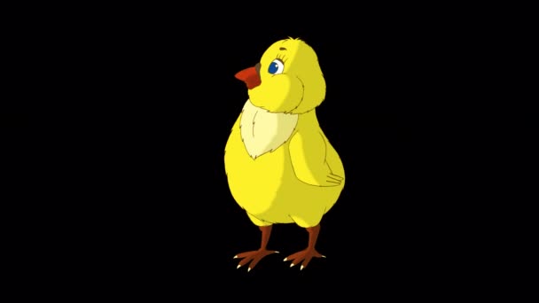 Petit Poulet Jaune Regarde Autour Lui Vidéo Animée Main Isolée — Video