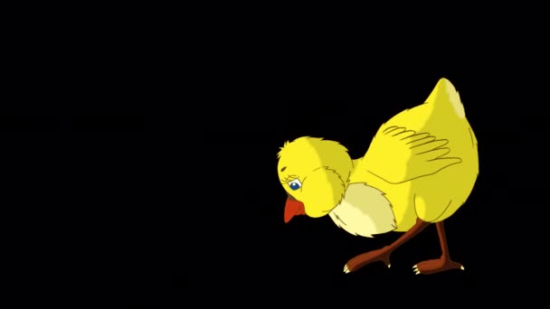 Petit Poulet Jaune Marche Picote Vidéo Animée Main Isolée Sur — Video