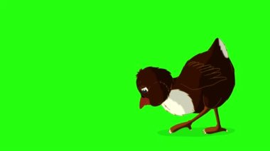 Küçük sarı tavuk yürüyor ve gagalıyor. El yapımı animasyon 4K görüntüler yeşil ekranda izole edildi