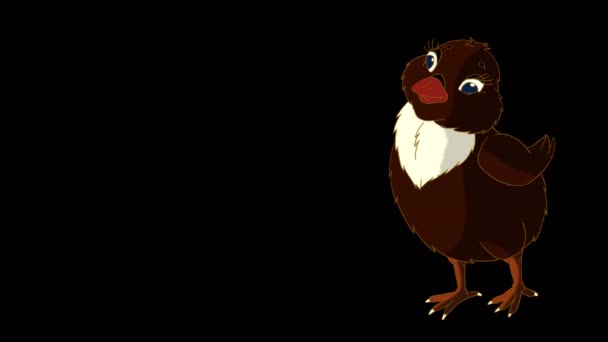 Yiyecek Arayan Küçük Siyah Tavuk Yapımı Animasyon Görüntüleri Alfa Kanalında — Stok video