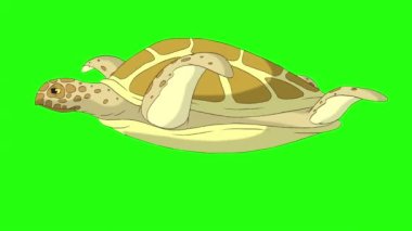 Sarı kaplumbağa suyun altında yüzer. Yeşil ekranda izole edilmiş el yapımı 4K görüntüler